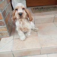 Cocker Inglese cucciolo con Pedigree