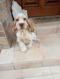 Cocker Inglese cucciolo con Pedigree