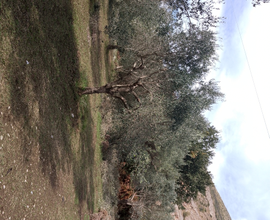 Terreni agricoli con piante di ulivo