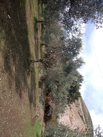 Terreni agricoli con piante di ulivo