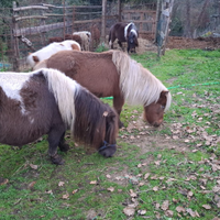 Pony e puledri