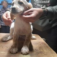 Cucciolo di setter inglese