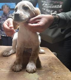 Cucciolo di setter inglese