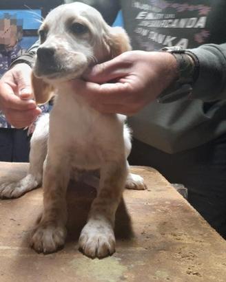 Cucciolo di setter inglese