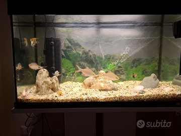 Acquario completo
