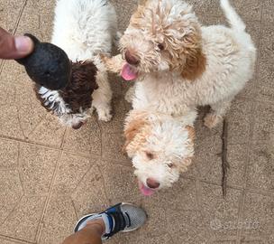 Cuccioli Lagotto Romagnolo con pedigree