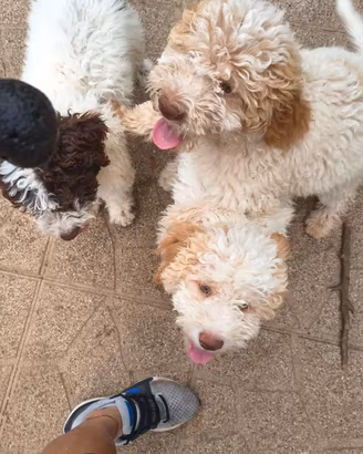 Cuccioli Lagotto Romagnolo con pedigree