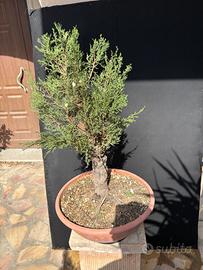 Prebonsai Cipresso