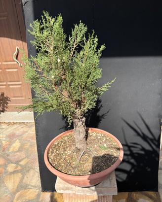 Prebonsai Cipresso