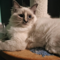 Femmina cucciola ragdoll