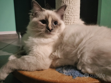 Femmina cucciola ragdoll