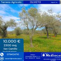 Agro di Sassari- Uliveto di 2300mq c.a