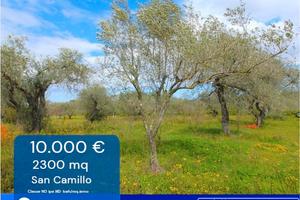 Agro di Sassari- Uliveto di 2300mq c.a