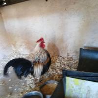 Gallo adulto