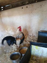 Gallo adulto