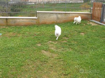 Cuccioli di Volpino Italiano Bianco