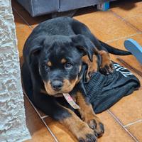 Cucciolo rottweiler 2 mesi