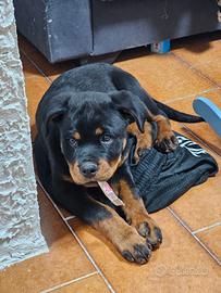 Cucciolo rottweiler 2 mesi