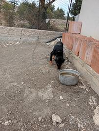 Jagd terrier