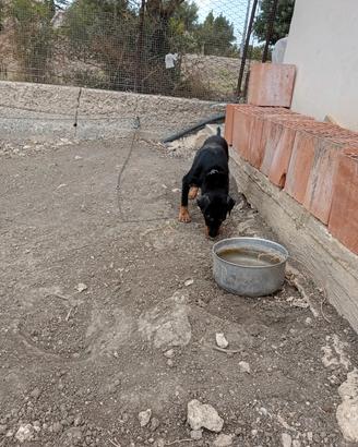 Jagd terrier