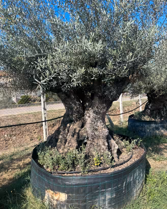 Piante di ulivo e cocos