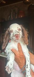 Spinge spaniel figlia dei miei singe