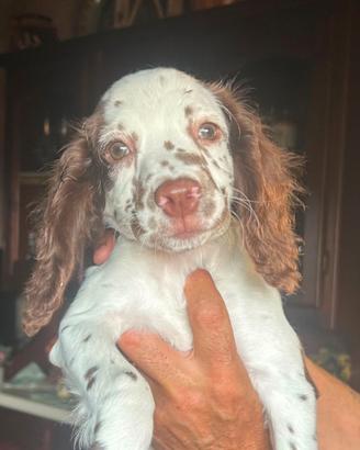 Spinge spaniel figlia dei miei singe