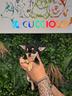 cuccioli-di-chihuahua