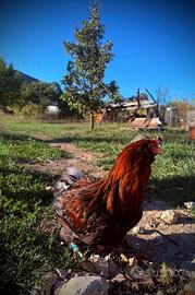 Coppia di Araucana