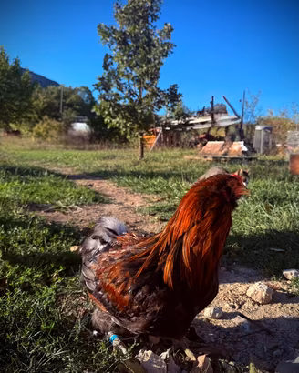 Coppia di Araucana
