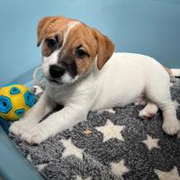 Cucciolo di Jack Russell Terrier
