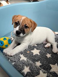 Cucciolo di Jack Russell Terrier