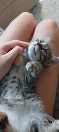 tre gattini di 2 mesi