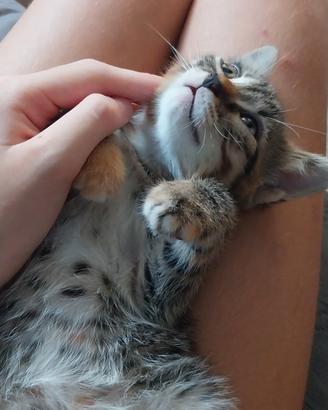 tre gattini di 2 mesi