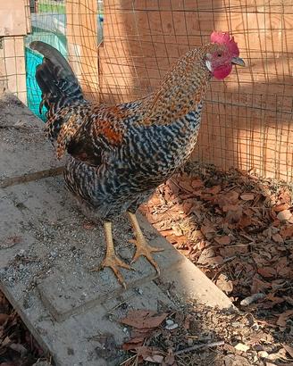 Gallo