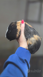 Porcellini d'india cavie peruviane