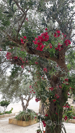 Marzamemi casa vacanza