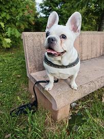Bulldog francese femmina