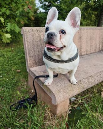Bulldog francese femmina