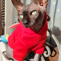 Canadian Sphynx disponibile per monta