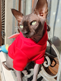 Canadian Sphynx disponibile per monta