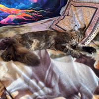 Maine coon da monta