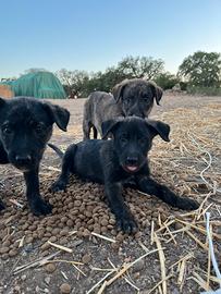 Cuccioli di Dogo Sardo