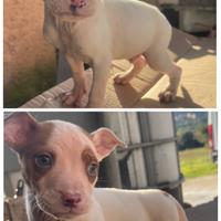 Disponibili cuccioli di pitbull