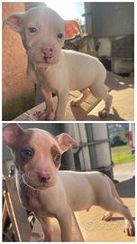 Disponibili cuccioli di pitbull