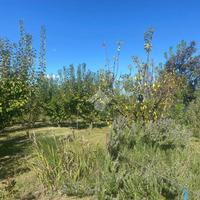 TER. AGRICOLO A SAVIGNANO SUL RUBICONE