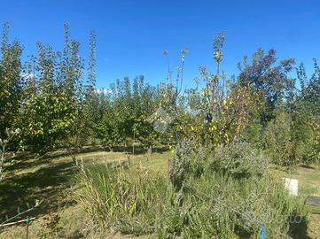 TER. AGRICOLO A SAVIGNANO SUL RUBICONE