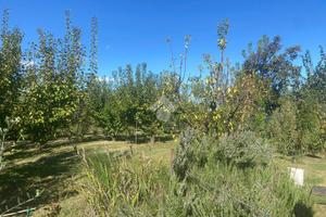 TER. AGRICOLO A SAVIGNANO SUL RUBICONE