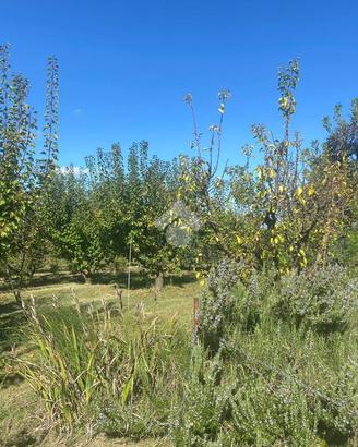TER. AGRICOLO A SAVIGNANO SUL RUBICONE