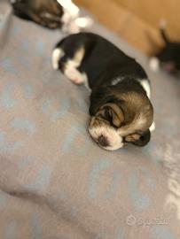 Beagle